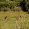 Zdjęcie z Australii - Sa i kangury :)