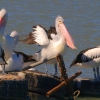 Zdjęcie z Australii - Pelikany w Meningie