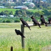 Zdjęcie z Australii - Czarne kakadu (zalobnice)