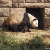 Zdjęcie z Chińskiej Republiki Ludowej - Panda w Pekińskim zoo