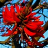 Zdjęcie z Australii - Zimowe kwiaty