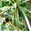 Zdjęcie z Niemiec - Mainau - pawilon motyli
