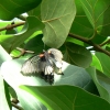Zdjęcie z Niemiec - Mainau - pawilon motyli