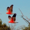 Zdjęcie z Australii - Kakadu rozowe w locie