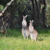 Zdjęcie z Australii - Te same smieszne kangurki