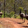Zdjęcie z Australii - Emu - zadki widok