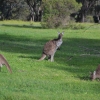 Zdjęcie z Australii - Jest polanka - sa kangury