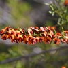 Zdjęcie z Australii - Kwitnie kolczasty krzew