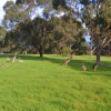 Zdjęcie z Australii - Kangurza polana