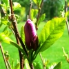 Zdjęcie z Polski - tuż potem kwitną magnolie