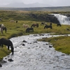 Zdjęcie z Islandii - Konie islandzkie