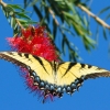Zdjęcie z Australii - Amator nektaru z kuflika