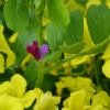 Zdjęcie z Australii - Wiosenne kwiatki