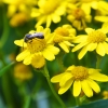 Zdjęcie z Australii - Australijska pszczola,