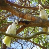 Zdjęcie z Australii - Papugi little corella