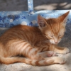 Zdjęcie z Grecji - kreteński kot