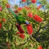 Zdjęcie z Australii - Mniam mniam nektar