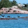 Zdjęcie z Kanady - Koło wysp Fox Island