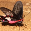 Zdjęcie z Kambodży - Spragniony motylek