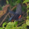 Zdjęcie z Kambodży - Motylek