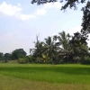 Zdjęcie z Kambodży - Pola ryzowe