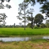 Zdjęcie z Kambodży - Szmaragdowe pola ryzowe