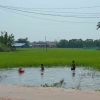 Zdjęcie z Kambodży - Przedmiescia - dzieciaki kapiace sie na polu ryzowym