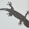 Zdjęcie z Kambodży - Wielki i kolorowy Tokay Gecko na murze naszego hotelu.