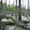 Zdjęcie z Polski - Las zalany przez Bobry