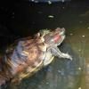 Zdjęcie z Polski - joł żółwik:D