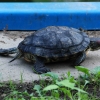 Zdjęcie z Polski - joł żółwik:)