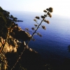 Zdjęcie z Chorwacji - kwitnąca agawa