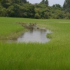 Zdjęcie z Kambodży - Poloa ryzowe