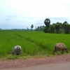 Zdjęcie z Kambodży - Pola ryzowe na terenie Angkoru
