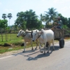 Zdjęcie z Kambodży - W drodze do Roluos