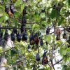 Zdjęcie z Kambodży - Owocozerne nietoperze