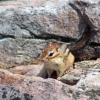 Zdjęcie z Kanady - Chimpunk, wiewióreczka ziemna