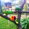 Zdjęcie z Malezji - KL Bird Park