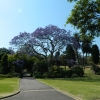 Zdjęcie z Australii - Royal Botanic Gardens