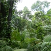 Zdjęcie z Australii - W lesie deszczowym