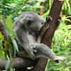 Zdjęcie z Australii - Koala