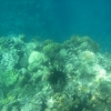 Zdjęcie z Australii - Wielka Rafa Koralowa