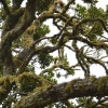 Zdjęcie z Nowej Zelandii - Porosty na drzewach charakterystyczne dla klimatu podzwrotnikowego