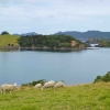 Zdjęcie z Nowej Zelandii - Owieczki maja fajny widok