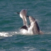 Zdjęcie z Nowej Zelandii - Bay of Islands - delfinie akrobacje