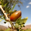 Zdjęcie z Maroka - Owoc arganiowca.