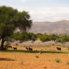 Zdjęcie z Maroka - Marokańskie kozy.