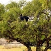 Zdjęcie z Maroka - Koza na drzewie żelaznym.