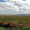 Zdjęcie z Maroka - Marokańskie rolnictwo.