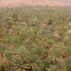 Zdjęcie z Maroka - Oaza w Agdz.